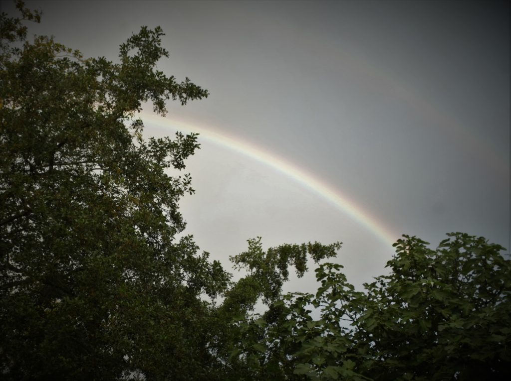 Regenboog